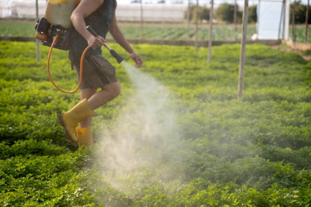 Best Ant Control Services  in Foresthill, CA