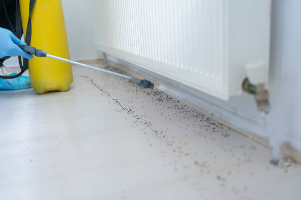 Best Mosquito Control Services  in Foresthill, CA
